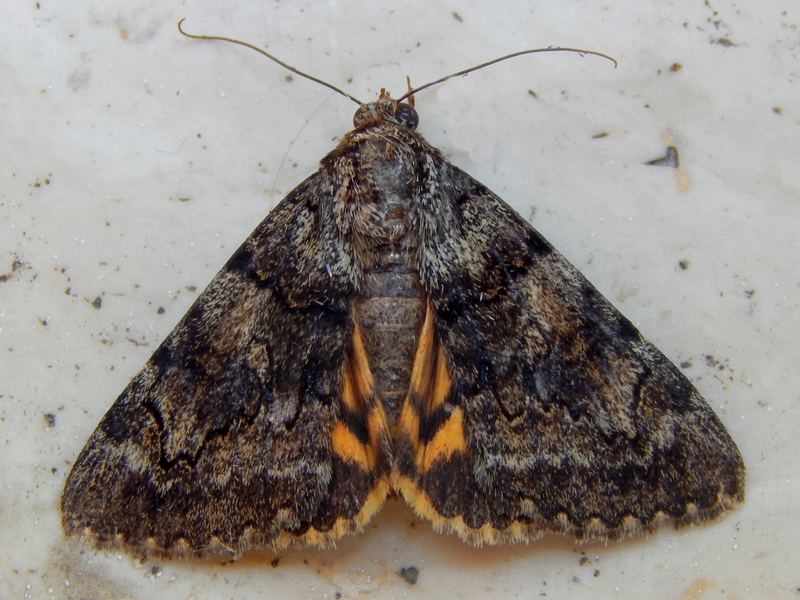 Catocala elocata, Erebidae